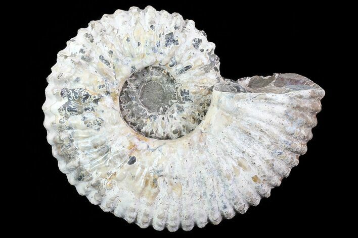 Bumpy Douvilleiceras (Tractor) Ammonite - Madagascar #75994
